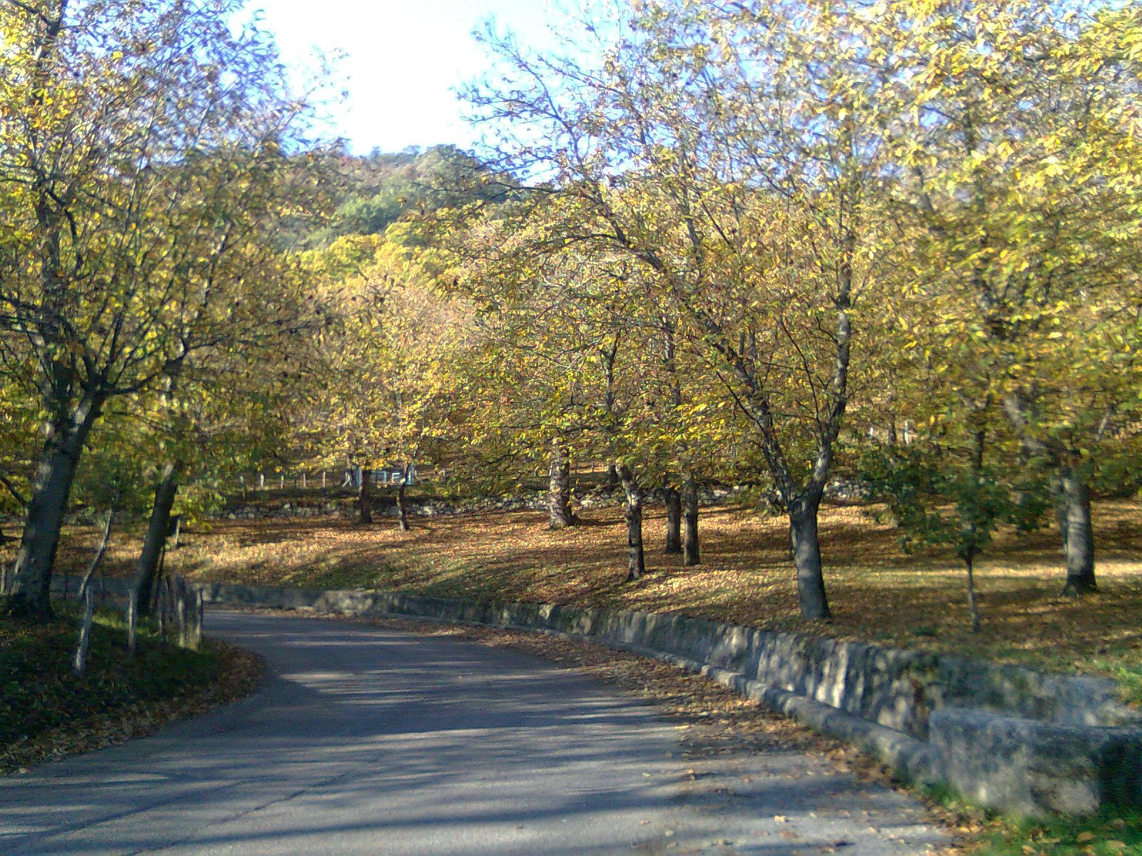 Chestnut groves in the countryside around Roccadaspide, Campania