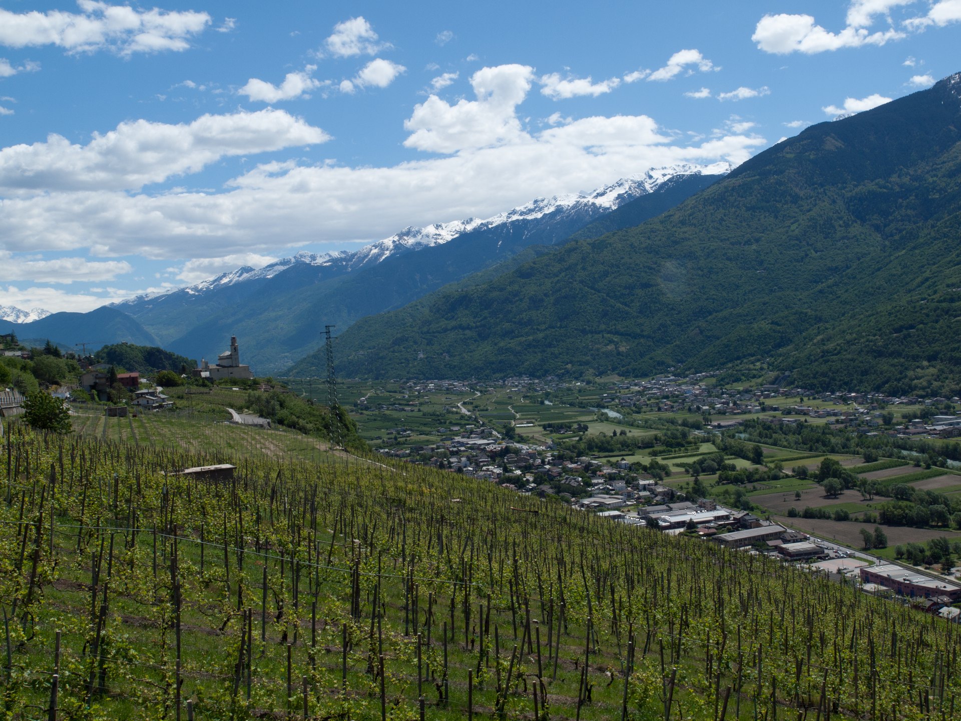 Terraced Valtellina vineyards overlooking the Alpine valley